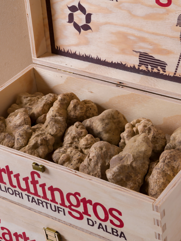 White Truffle / 白松露